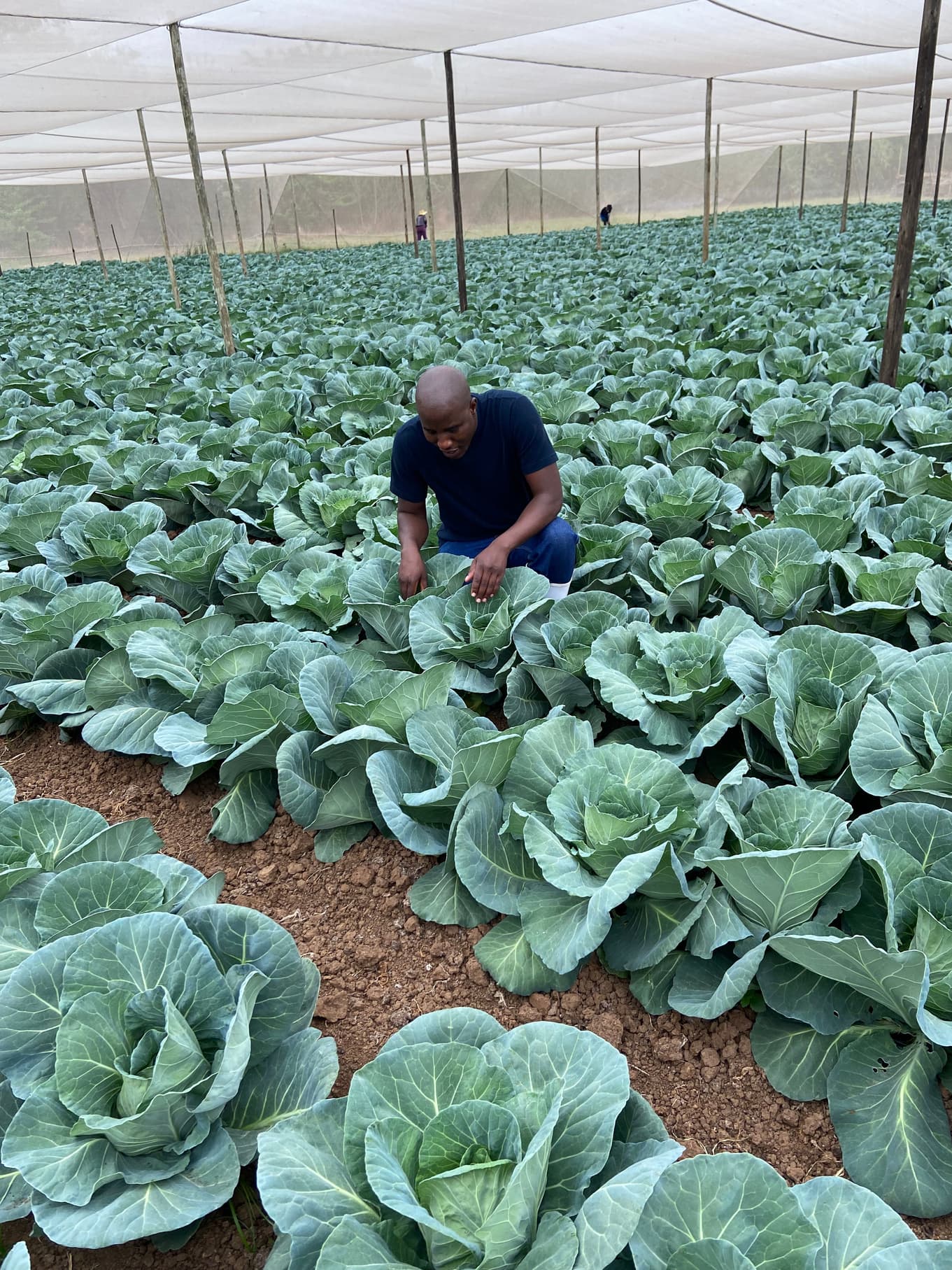 Cabbage inspection