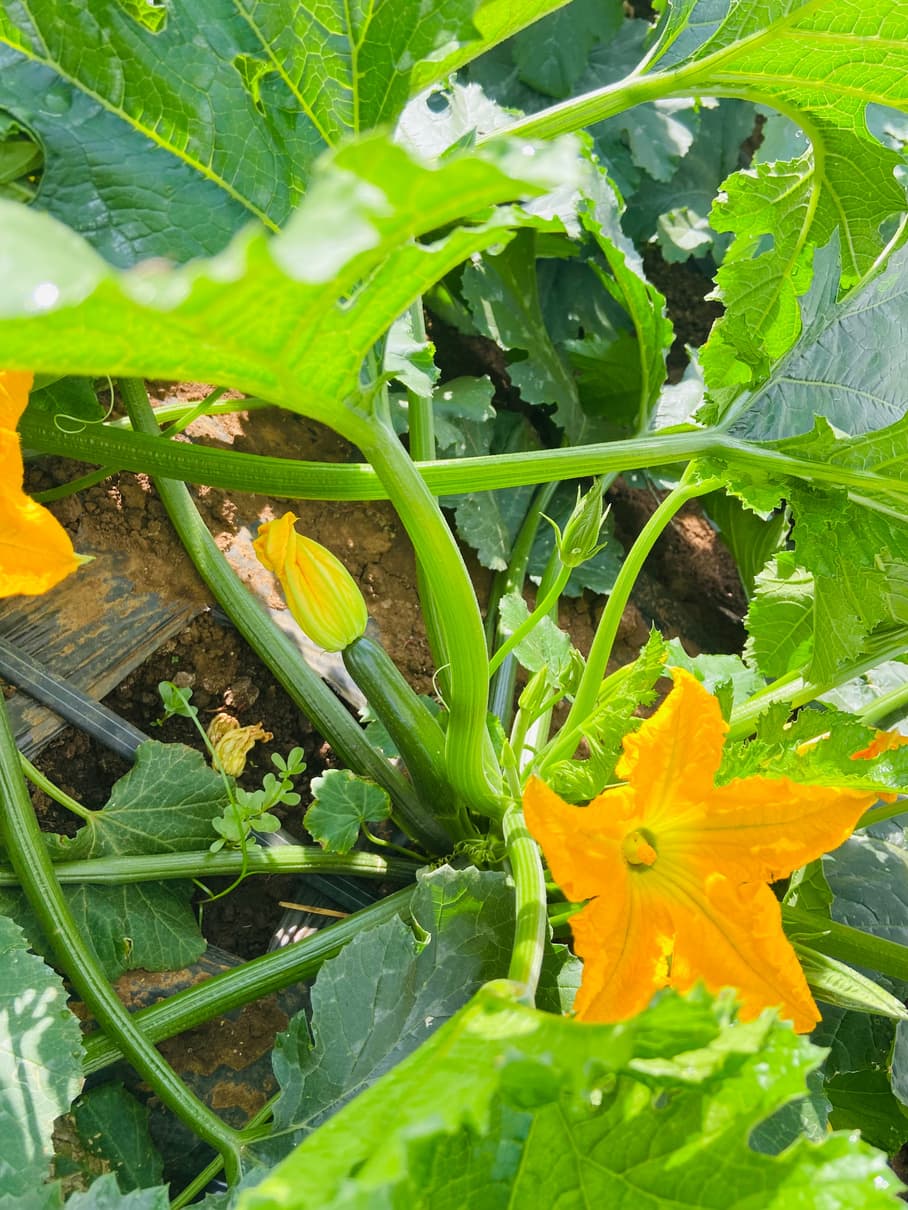 Courgette in bloom