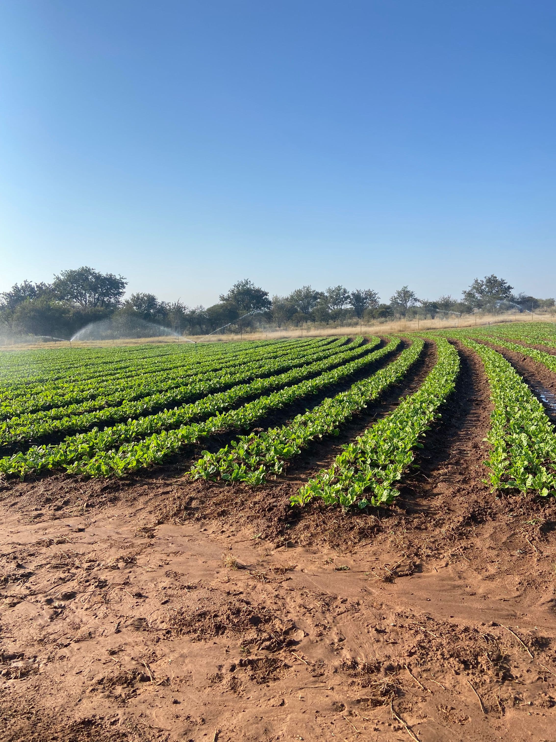 Sustainable Irrigation Practices for South African Smallholders