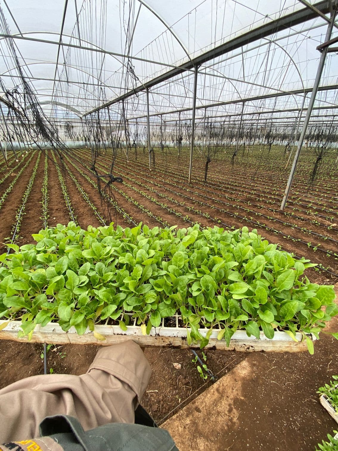 From Seedling to Shoprite: Our Fresh Produce Supply Chain