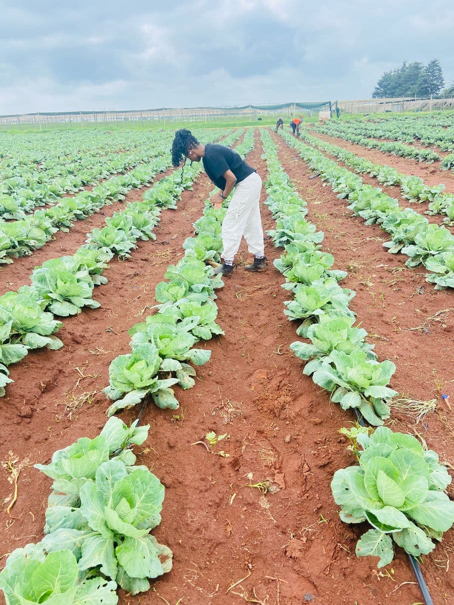 Understanding Crop Rotation for Healthier Soils and Better Yields